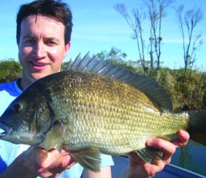 A big stud bream about to be returned. These slow-growing fish take many years to replace, so anglers should think hard about whether they really need to kill them.
